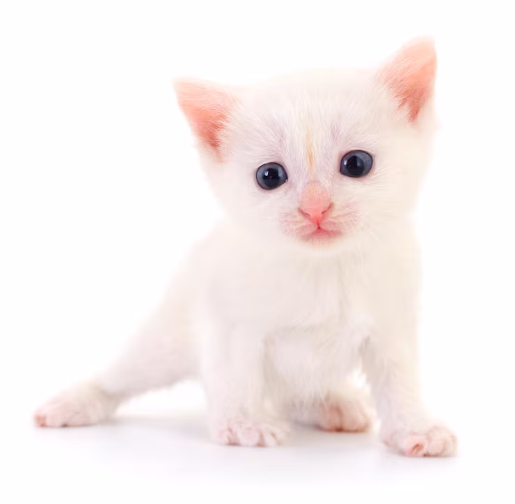 white and gray kitten on white textile